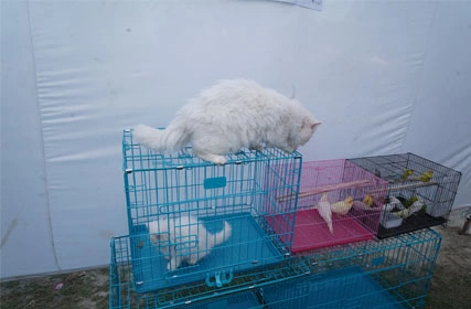 First Dog Show at Tantia University
