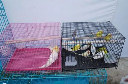First Dog Show at Tantia University